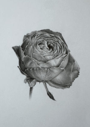 Rose (original drawing)